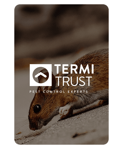 Google Ads Agency Perth - Adwords Case Study